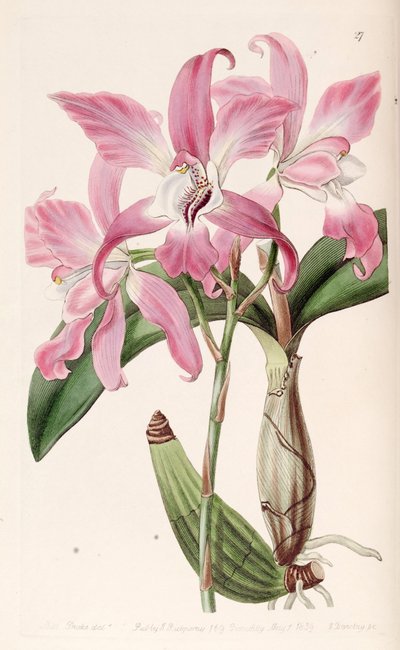 Laelia autumnalis von Miss Drake